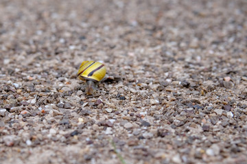 Un escargot sur un chemin en gravier