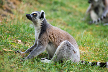 Naklejka na ściany i meble Lemur in der Natur