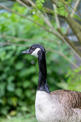 Canadian goose