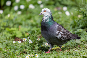 Pigeon