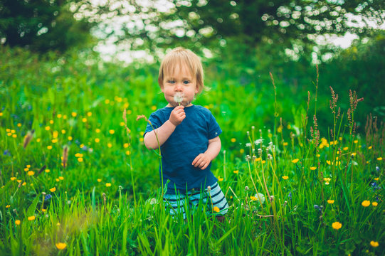 Little boy in meadow with dandelion