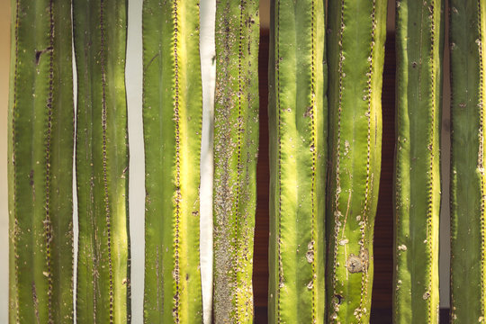 Wall of green cactus
