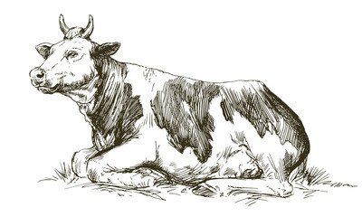 Lying cow. Hand drawn vector illustration.
