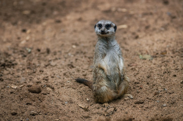 Fototapeta premium Funny meerkat sits on sand ground for guarding and safety and looks around