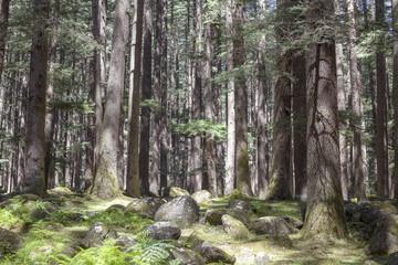 Pine trees forest at Manali, Himachal Pradesh, India