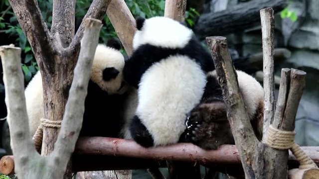 Mother Panda is Nursing her Babies, China