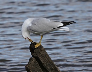 Just Another Seagull