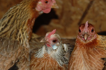 Hühner auf der Stange