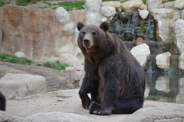 brown bear