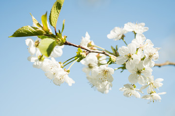 Spring cherry tree blossom background. Blooming cherry or sakura tree on sunny day. Beautiful flowering springtime. Abstract blurred nature background. Spring flowers macro