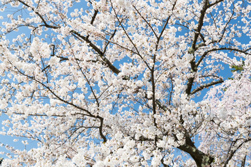 Japanese Sakura cherry blossom in spring season