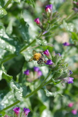 A bee on blossoms