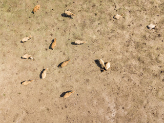 Fototapeta premium Vista aerea di mucche al pascolo in un campo. Terra ed erba bruciate dal sole