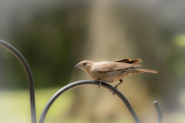 Bird on Feeder