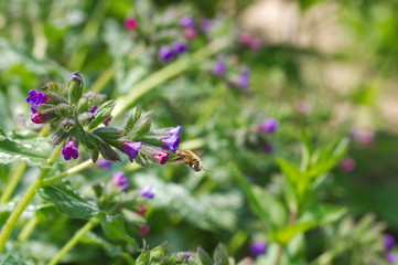 A bee on blossoms