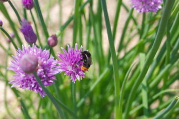 A bee on blossoms
