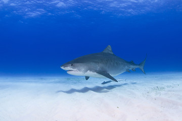 Naklejka premium Tiger shark close to the ground with shadow on the sand in clear blue water