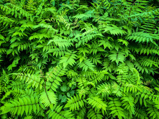 Fototapeta na wymiar Green leaves bush plant background