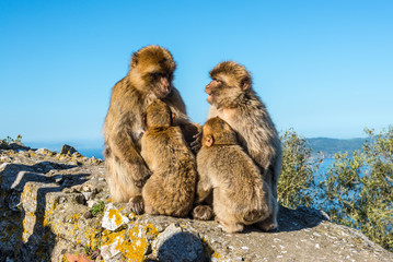 Fototapeta premium Monkey Family Council - Barbary macaques family sits on top of the Rock of Gibraltar