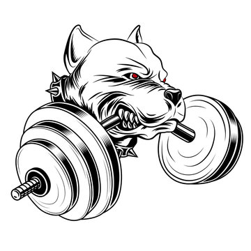 Black and white image of a pit bull with a barbell