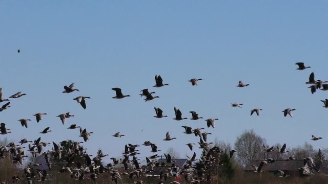 Wild geese take off. Seasonal Migration of a flock of birds.