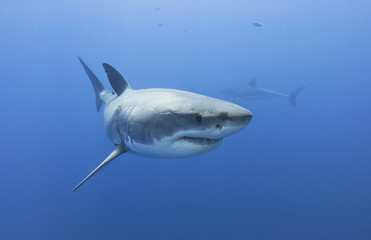 Great white shark showing sharp teeth row in blue water
