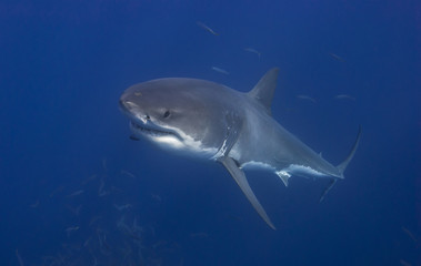 Great white shark swimming up in blue water