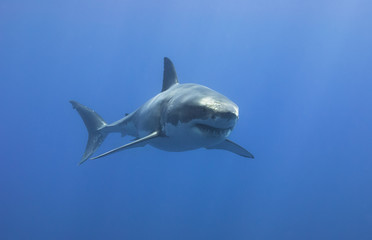 Great White Shark showing sharp teeth rows in blue water