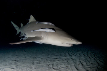 Lemon Shark with suckerfish by night