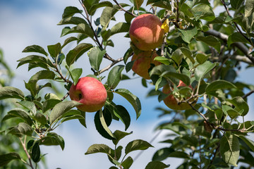 樹上の林檎の実