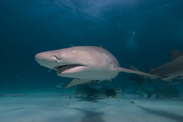 Lemon Shark showing sharp rows of teeth in blue water