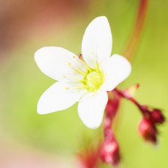 Spring small white flower on blurred green macro background. Spring or summer border template with copy space. Romantic greeting card. Blooming flower on sunny day. Beautiful flowering springtime.