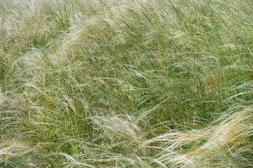 Closeup of feathery spikes of Stipa in May