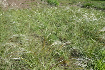 Steppe covered with feather grass in May