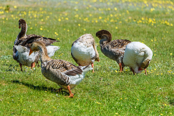 ducks walking on the grass