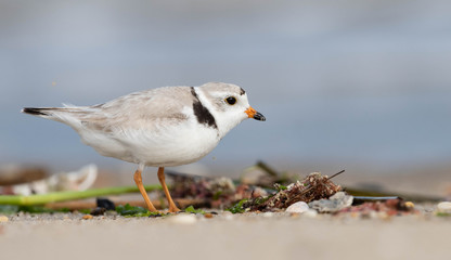 Piping Plover