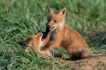 Red Fox Kits