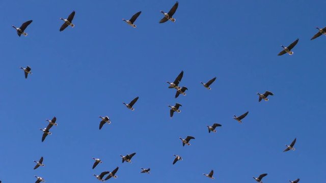 A lot Of wild geese are flying in the sky-shooting at a great approach. The wedge of wild migratory birds in flight.
