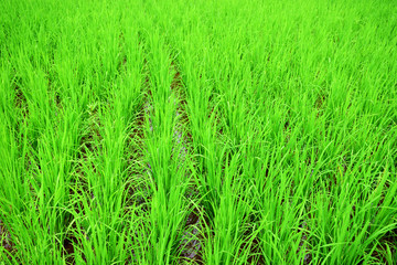 Green rice fields