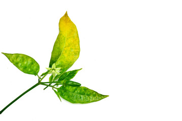 Twig of chili on white background