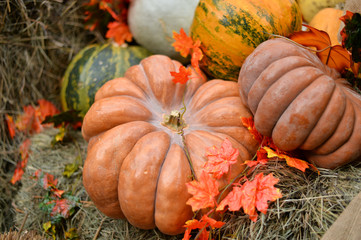 Autumn decorations ideas. Decorations for autumn. A lot of pumpkins. 