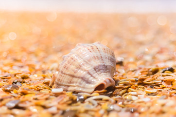 seashell