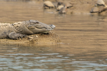 An Indian crocodile sunbathing in chambal river during a boat safari