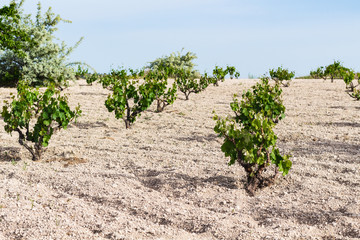 Fototapeta na wymiar green vineyard in Cappadocia in spring