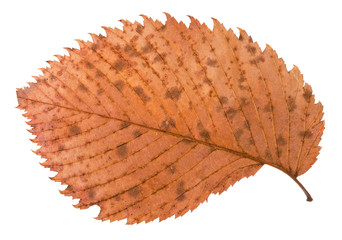 back side of autumn decayed brown leaf of elm