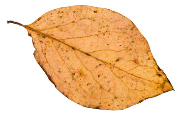 back side of fallen leaf of poplar tree isolated