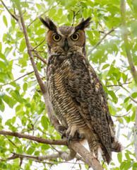Portrait of a great horned owl sitting in a tree