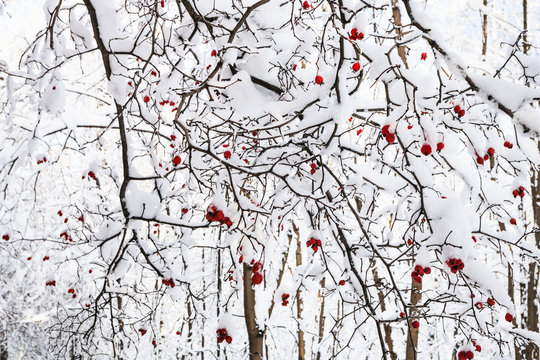 snow-covered red hawthorn berries on tree