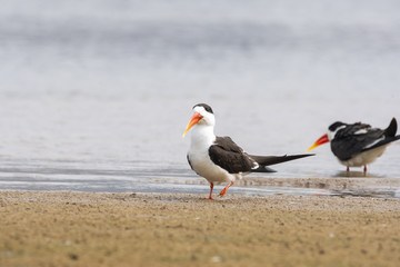 An Indian skimmer resting on the shores of chambal river