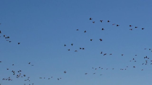 Many Wild geese fly in the sky resisting the wind. The wedge of wild migratory birds in flight.